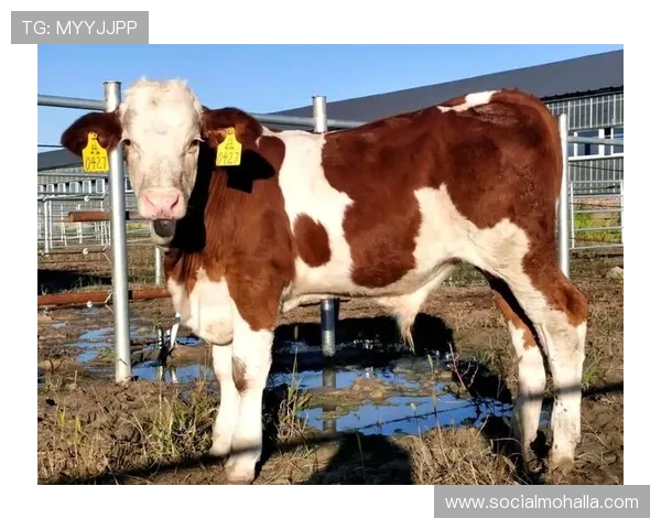 尊龙凯时官方入口支持多平台登录，确保玩家随时随地畅享精彩游戏内容